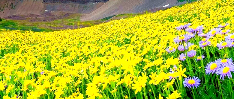 Valley of Flower